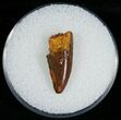 Bargain Raptor Tooth From Morocco - #6898-1